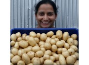 NEW SEASONS WASHED WHITE WAXY  Small Size Nadine Potatoes 1.5 KG Bag Pukekohe Grown